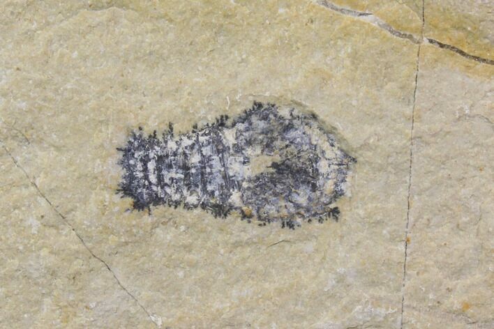 Bargain, Slipper Lobster (Acanthophoenicides) Fossil - Lebanon #147239